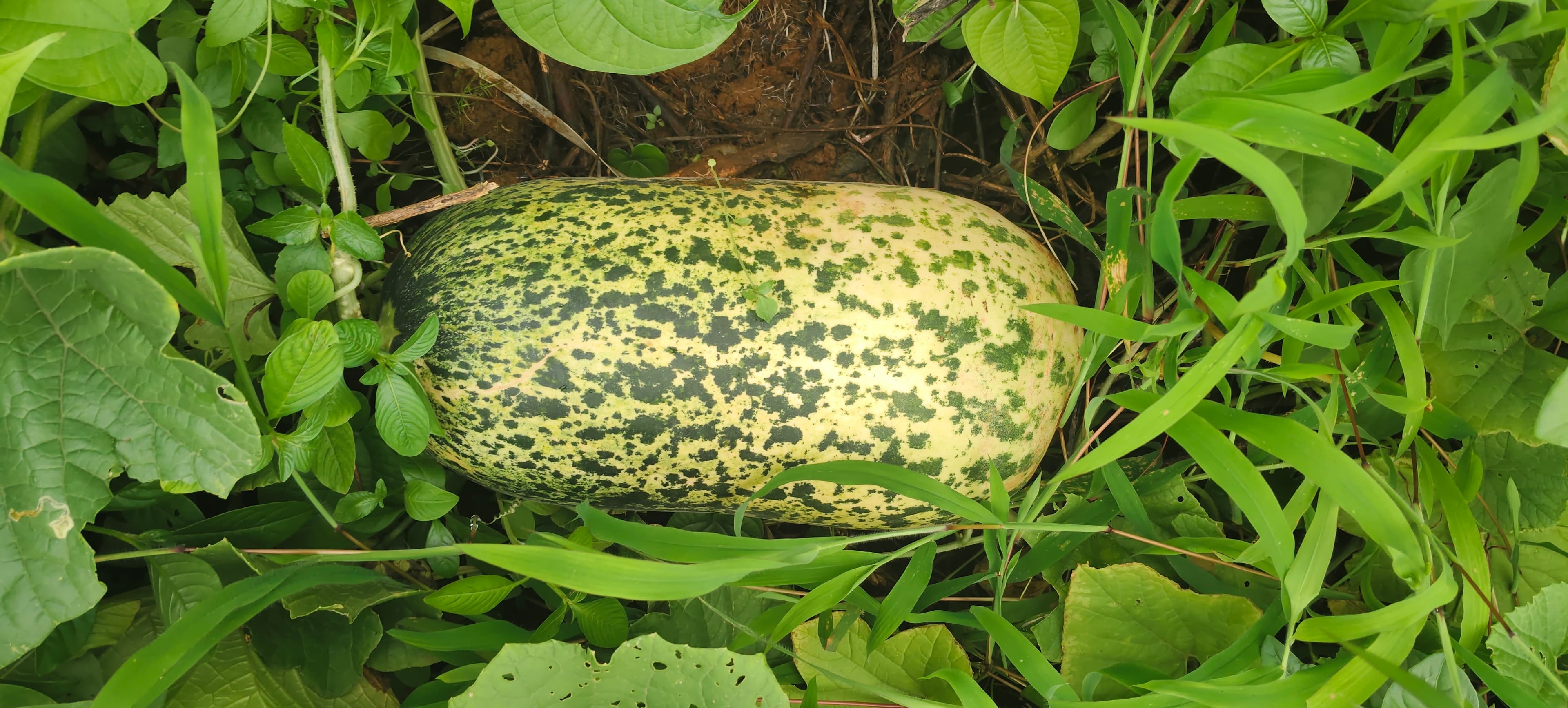 Vegetable